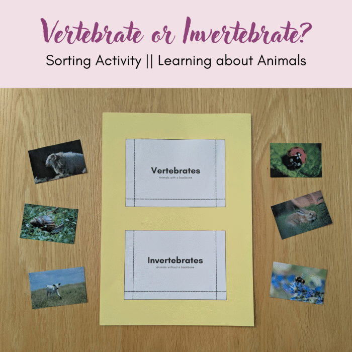 Vertebrates & Invertebrates Pocket Activity